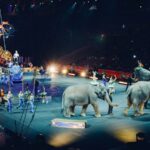 The Use Of Animals In Entertainment